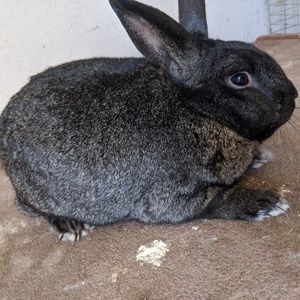 Meet your Posher, Zoe